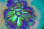 Amy's Flower