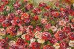 Fleurs Sauvages