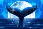Whale Tail